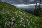 USA, Wyoming. Field of columbine, geranium, cow parsnip and view of Teton Valley. Art Print